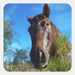 Pegatina Cuadrada Cielo azul de caballo marrón y crema