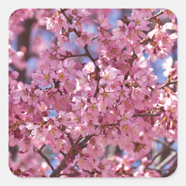 Pegatina Cuadrada Cielo de Flor de Cerezo Rosa Sakura (Anverso)