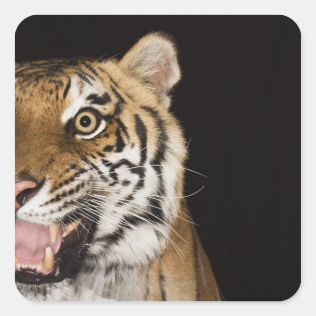 Pegatina Cuadrada Cierre de la cara de un tigre ruidoso (Anverso)