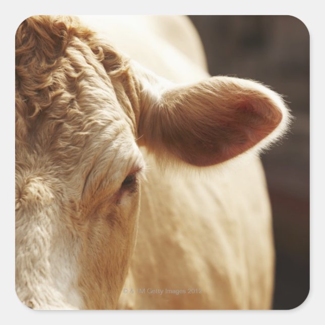 Pegatina Cuadrada Cierre de la cara de vaca (Anverso)