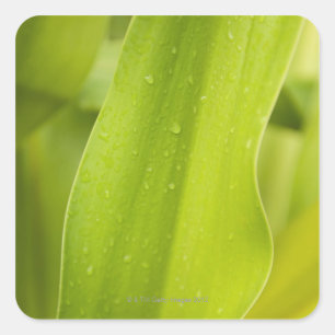 Pegatina Cuadrada Cierre de la hoja tropical húmeda