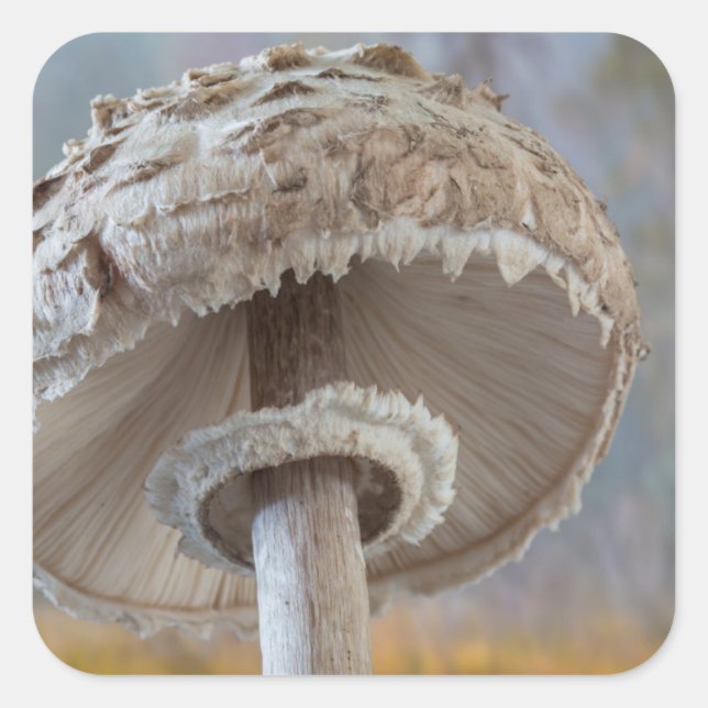Pegatina Cuadrada Cierre De La Parte De Abajo De Los Hongos (Anverso)