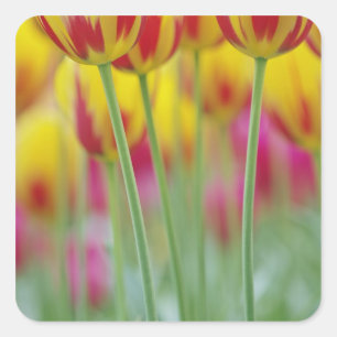 Pegatina Cuadrada Cierre de la parte inferior de la flor tulipán, 3