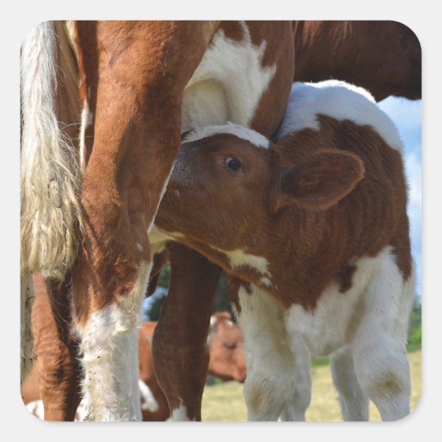 Pegatina Cuadrada Cierre de la succión de ternera (Anverso)