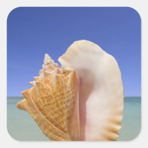 Pegatina Cuadrada Cierre de Shell del mar para arriba