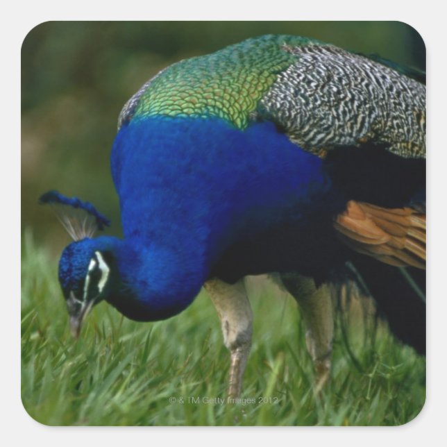 Pegatina Cuadrada Cierre de un pavo real (Anverso)