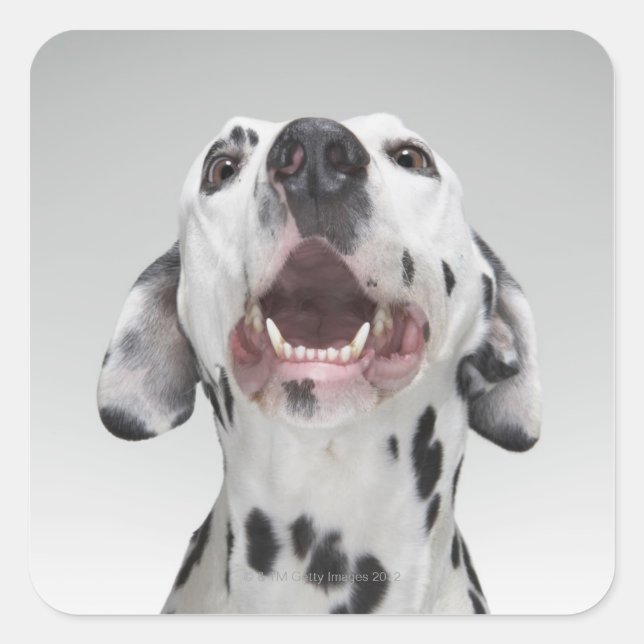 Pegatina Cuadrada Cierre de un perro dálmata (Anverso)
