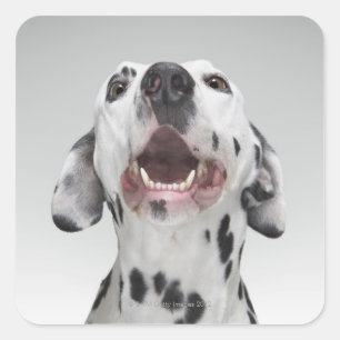 Pegatina Cuadrada Cierre de un perro dálmata