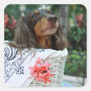 Pegatina Cuadrada Cierre de un perro de Dachshund sentado en una can
