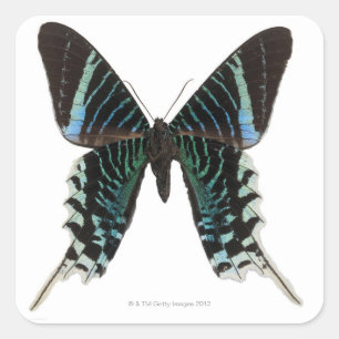 Pegatina Cuadrada Cierre de una mariposa