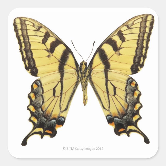 Pegatina Cuadrada Cierre de una mariposa 2 (Anverso)