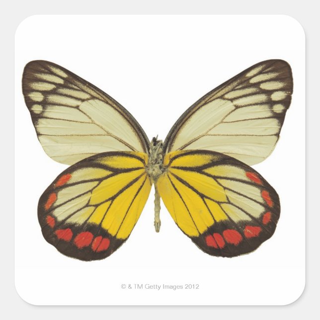 Pegatina Cuadrada Cierre de una mariposa 3 (Anverso)
