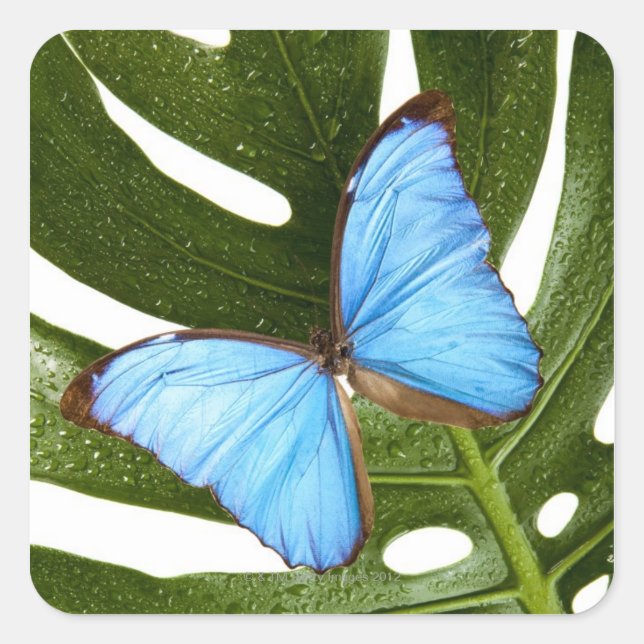 Pegatina Cuadrada Cierre de una mariposa morfa azul en una palmera (Anverso)