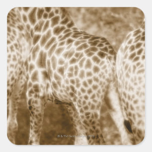 Pegatina Cuadrada Cierre del Parque Nacional Girafes Kruger Sur
