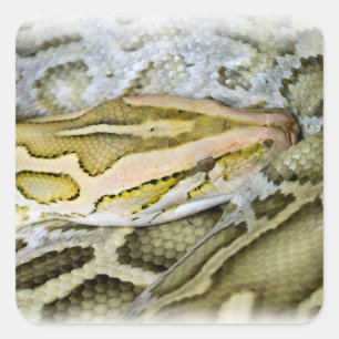 Pegatina Cuadrada Cierre del pitón indio