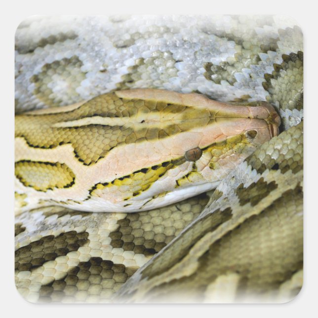 Pegatina Cuadrada Cierre del pitón indio (Anverso)