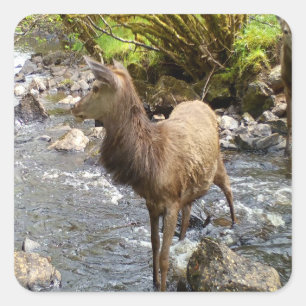 Pegatina Cuadrada Ciervo Rojo Joven Fauna Bosque Animal Arte Foresta