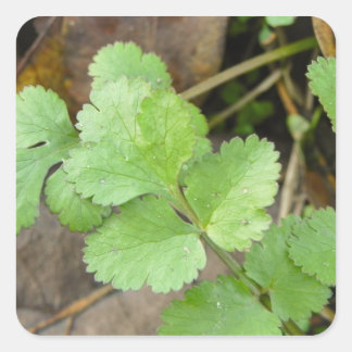 Pegatina Cuadrada Cilantro