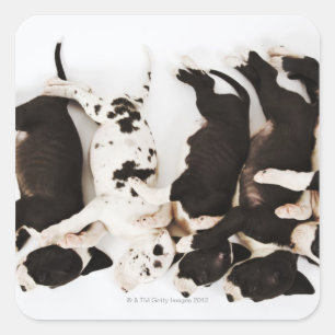 Pegatina Cuadrada Cinco cachorros Harlequin Great Dane durmiendo