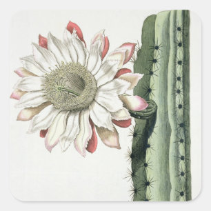 Pegatina Cuadrada Cirio Erectus Altissimus Syrinamensis de 'Phyth