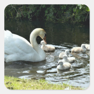 Pegatina Cuadrada Cisne blanco con garbanzos