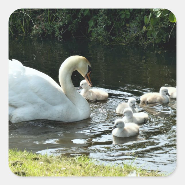 Pegatina Cuadrada Cisne blanco con garrapatas (Anverso)