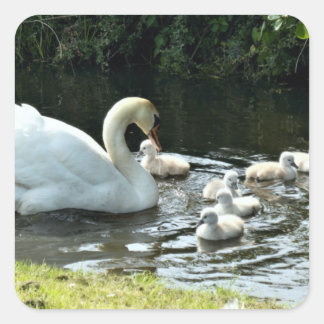 Pegatina Cuadrada Cisne blanco con garrapatas