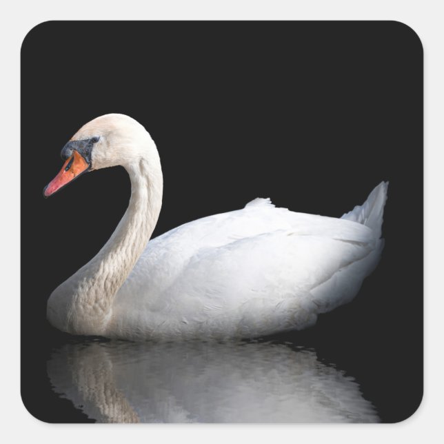 Pegatina Cuadrada cisne blanco sobre negro (Anverso)