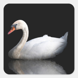 Pegatina Cuadrada cisne blanco sobre negro