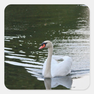 Pegatina Cuadrada Cisne Mudo Elegante
