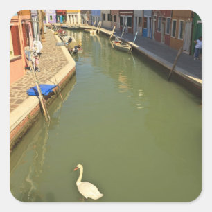 Pegatina Cuadrada Cisnes en canal, Isla de Burano, Venecia, Italia