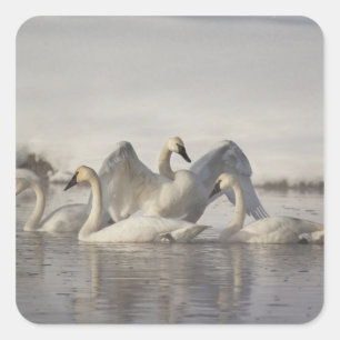 Pegatina Cuadrada Cisnes trompeteros en el río Madison en invierno