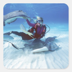 Pegatina Cuadrada Ciudad de las Mantarrayas, Gran Caimán, Islas Caim