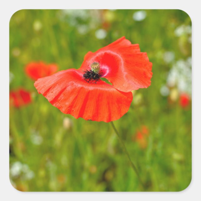 Pegatina Cuadrada Clausura de los cachorros (Anverso)