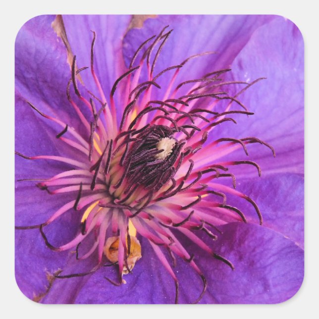 PEGATINA CUADRADA CLEMATIS (Anverso)