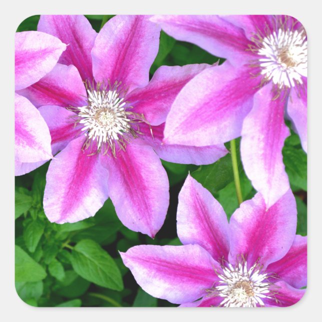 Pegatina Cuadrada Clematis rosado y Oregano salvaje (Anverso)
