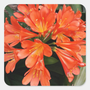 Pegatina Cuadrada Clivia Miniata - La Naranja hermosa flor