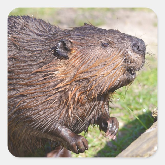Pegatina Cuadrada Closeup North American Beaver (Castor canadensis) (Anverso)
