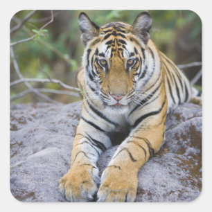 Pegatina Cuadrada Club de tigres, Parque Nacional de Bandhavgarh, In