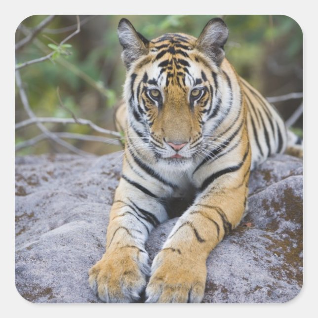Pegatina Cuadrada Club de tigres, Parque Nacional de Bandhavgarh, In (Anverso)