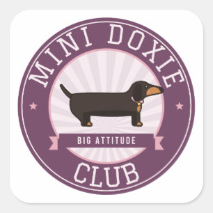 Pegatina Cuadrada Club Mini Doxie Gran Actitud Dachshund Miniatura