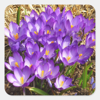 Pegatina Cuadrada Clúster de Crocuses Púrpura Floral Primavera
