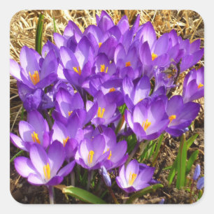 Pegatina Cuadrada Clúster de Crocuses Púrpura Floral Primavera