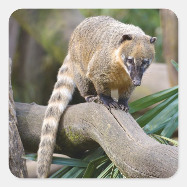 Pegatina Cuadrada Coati con cola de anillo en una sucursal (Anverso)