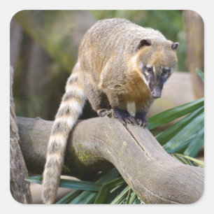 Pegatina Cuadrada Coati con cola de anillo en una sucursal