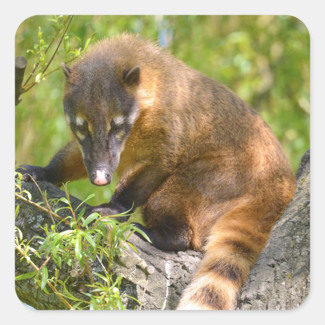 Pegatina Cuadrada Coati sudamericana en rama (Anverso)