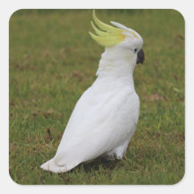 Cockatoo blanco
