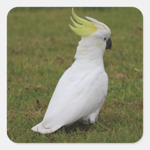 Pegatina Cuadrada Cockatoo blanco