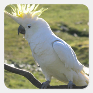 Pegatina Cuadrada Cockatoo con crema de azufre en Australia