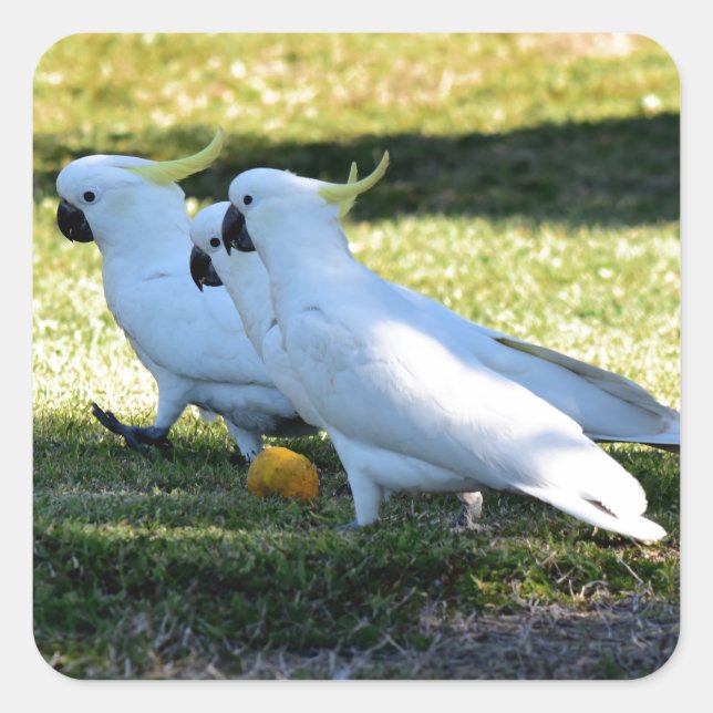 PEGATINA CUADRADA COCKATOO EN AUSTRALIA RURAL DE QUEENSLAND (Anverso)